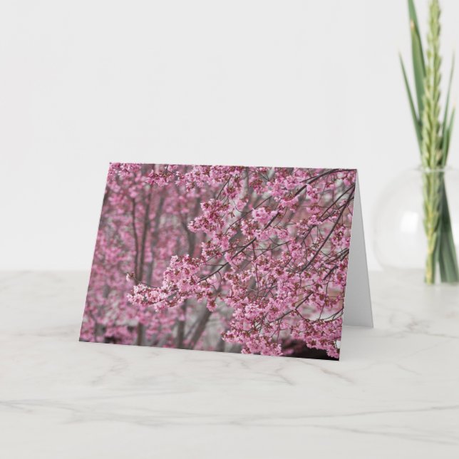 Sakura Cherry Blossoms Flowing Pink Card (Front)