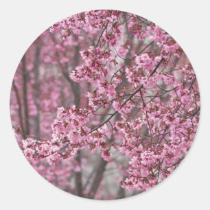 Sakura Cherry Blossoms Flowing Pink Classic Round Sticker