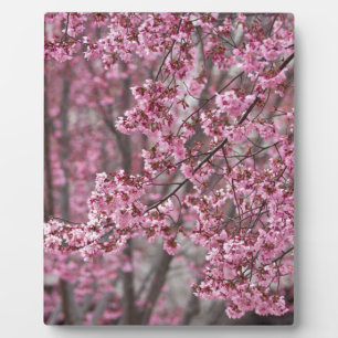 Sakura Cherry Blossoms Flowing Pink Plaque