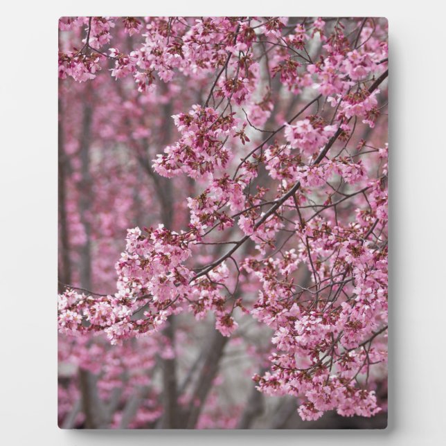 Sakura Cherry Blossoms Flowing Pink Plaque (Front)
