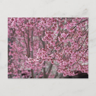 Sakura Cherry Blossoms Flowing Pink Postcard