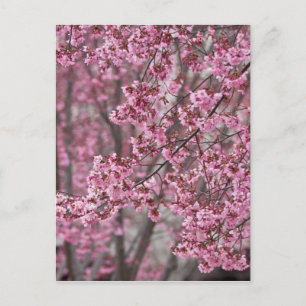Sakura Cherry Blossoms Flowing Pink Postcard