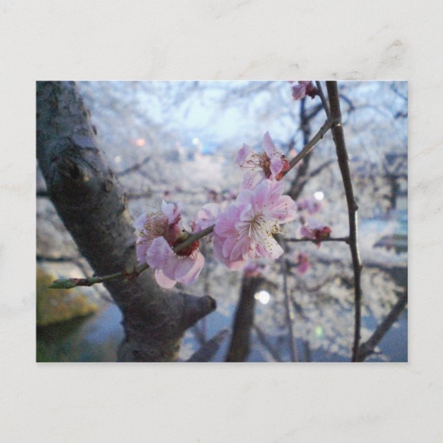 Sakura - Cherry Blossoms in Kajo Park Postcard (Front)