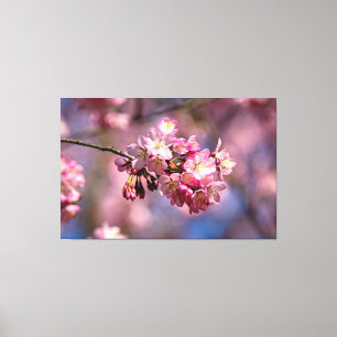 Sakura Cherry Blossoms In Pink Colours Of Spring Canvas Print