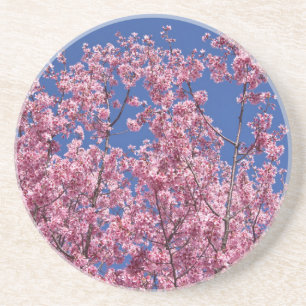 Sakura Cherry Blossoms Into The Blue Coaster