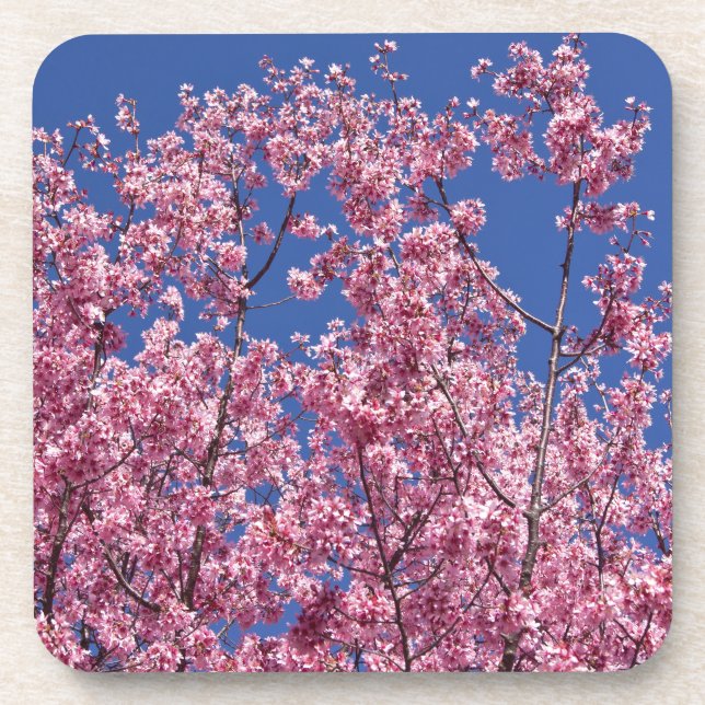 Sakura Cherry Blossoms Into The Blue Coaster (Front)