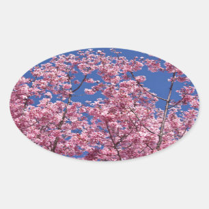 Sakura Cherry Blossoms Into The Blue Oval Sticker