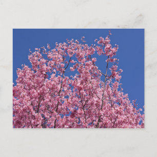 Sakura Cherry Blossoms Into The Blue Postcard
