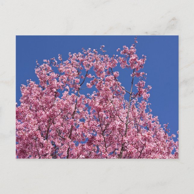 Sakura Cherry Blossoms Into The Blue Postcard (Front)