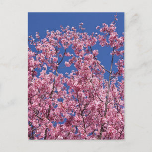 Sakura Cherry Blossoms Into The Blue Postcard