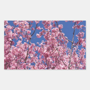 Sakura Cherry Blossoms Into The Blue Rectangular Sticker