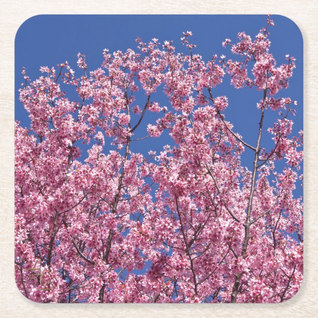 Sakura Cherry Blossoms Into The Blue Square Paper Coaster (Front)