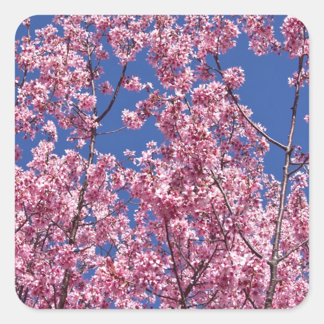 Sakura Cherry Blossoms Into The Blue Square Sticker (Front)