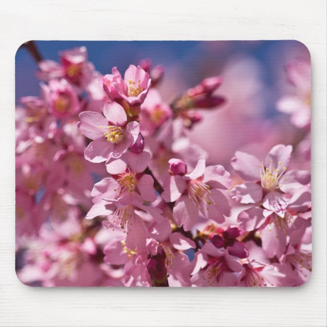 Sakura Cherry Blossoms Kissed by Sunlight Mouse Mat (Front)