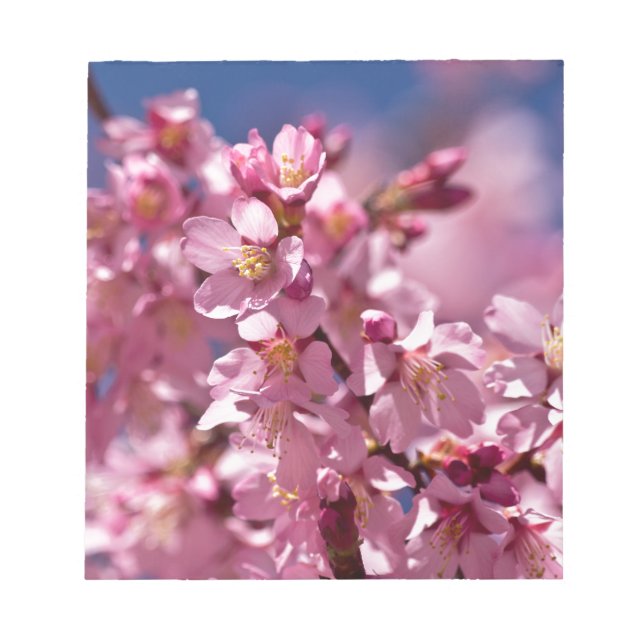 Sakura Cherry Blossoms Kissed by Sunlight Notepad (Front)