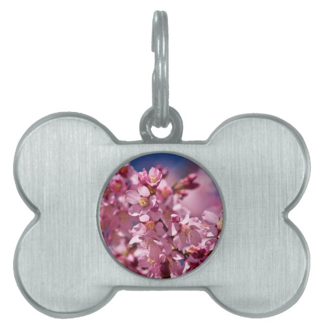 Sakura Cherry Blossoms Kissed by Sunlight Pet Tag (Front)