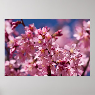 Sakura Cherry Blossoms Kissed By Sunlight Poster