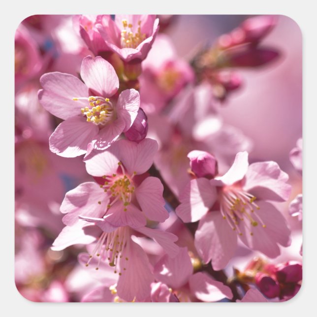 Sakura Cherry Blossoms Kissed by Sunlight Square Sticker (Front)