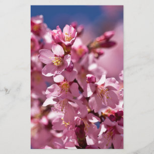 Sakura Cherry Blossoms Kissed by Sunlight Stationery