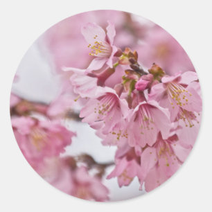 Sakura Cherry Blossoms Pale Pink Classic Round Sticker