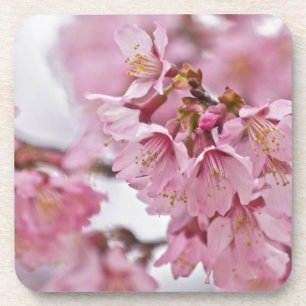 Sakura Cherry Blossoms Pale Pink Coaster