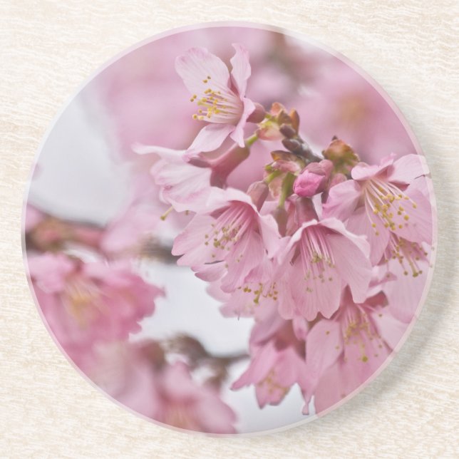 Sakura Cherry Blossoms Pale Pink Coaster (Front)