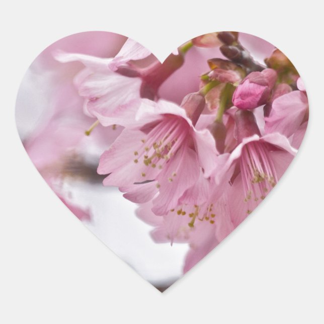 Sakura Cherry Blossoms Pale Pink Heart Sticker (Front)