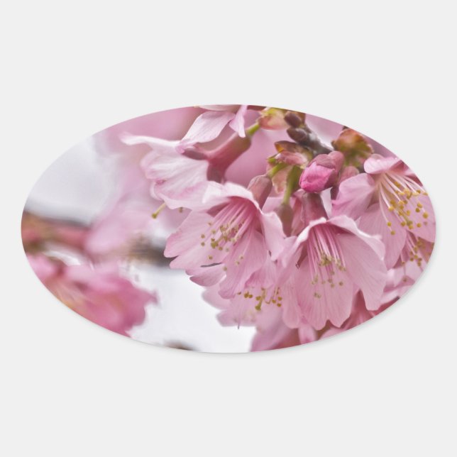 Sakura Cherry Blossoms Pale Pink Oval Sticker (Front)