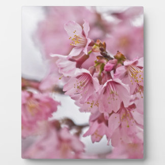 Sakura Cherry Blossoms Pale Pink Plaque
