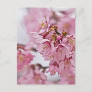 Sakura Cherry Blossoms Pale Pink Postcard