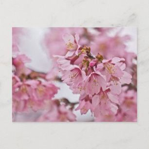 Sakura Cherry Blossoms Pale Pink Postcard