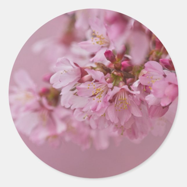 Sakura Cherry Blossoms Pale Pink Reflections Classic Round Sticker (Front)