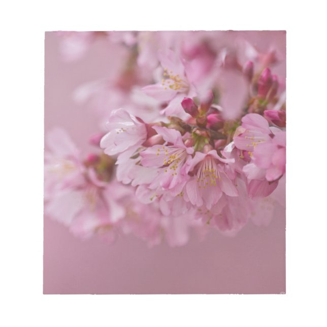 Sakura Cherry Blossoms Pale Pink Reflections Notepad (Front)