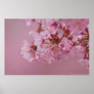 Sakura Cherry Blossoms Pale Pink Reflections Poster