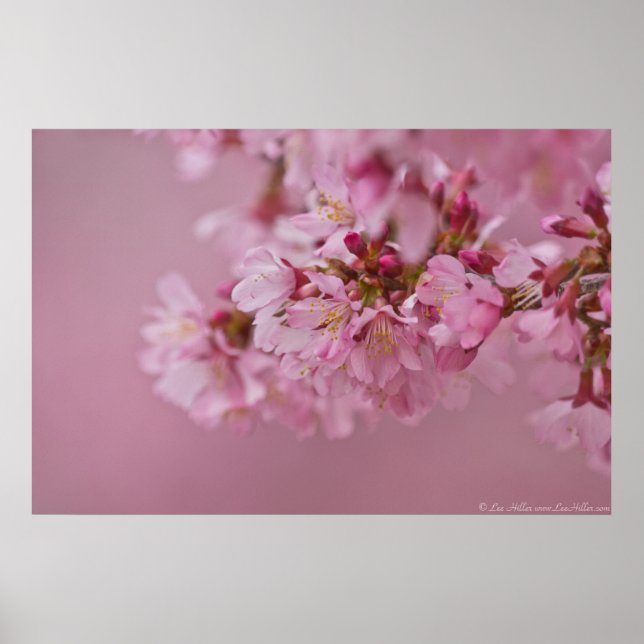 Sakura Cherry Blossoms Pale Pink Reflections Poster (Front)