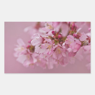 Sakura Cherry Blossoms Pale Pink Reflections Rectangular Sticker