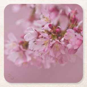 Sakura Cherry Blossoms Pale Pink Reflections Square Paper Coaster
