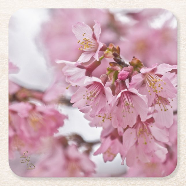 Sakura Cherry Blossoms Pale Pink Square Paper Coaster (Front)