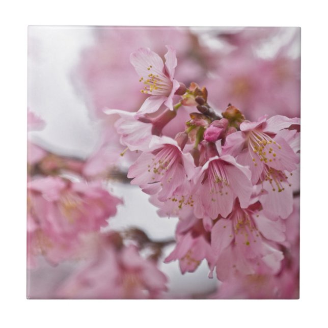Sakura Cherry Blossoms Pale Pink Tile (Front)
