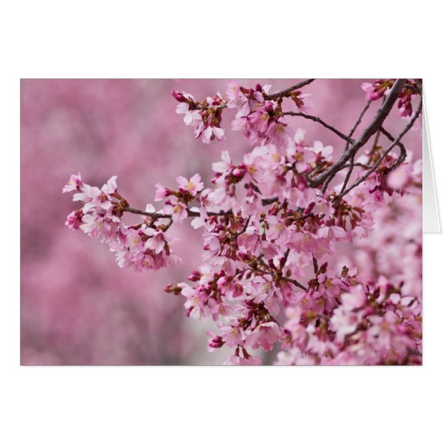 Sakura Cherry Blossoms Pastel Pink Layers (Front Horizontal)