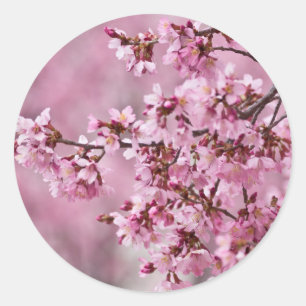 Sakura Cherry Blossoms Pastel Pink Layers Classic Round Sticker