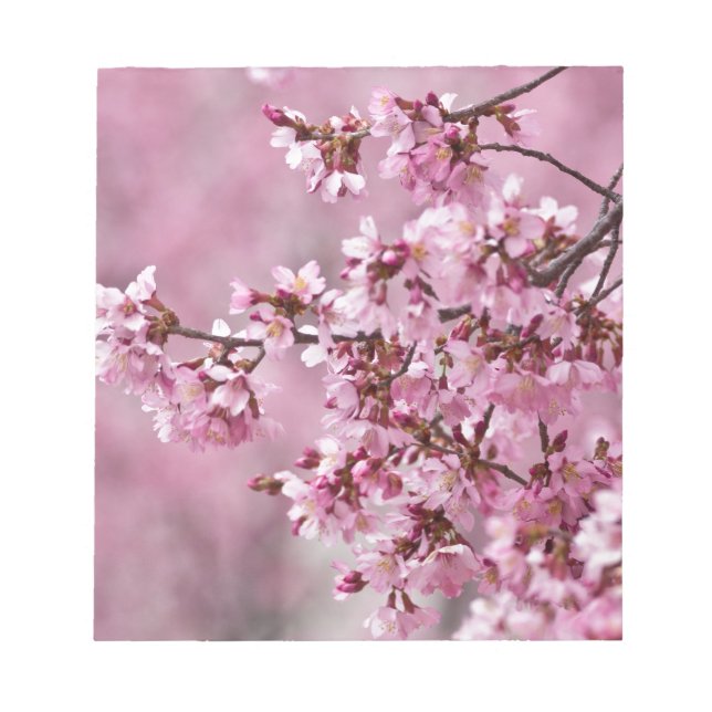 Sakura Cherry Blossoms Pastel Pink Layers Notepad (Front)