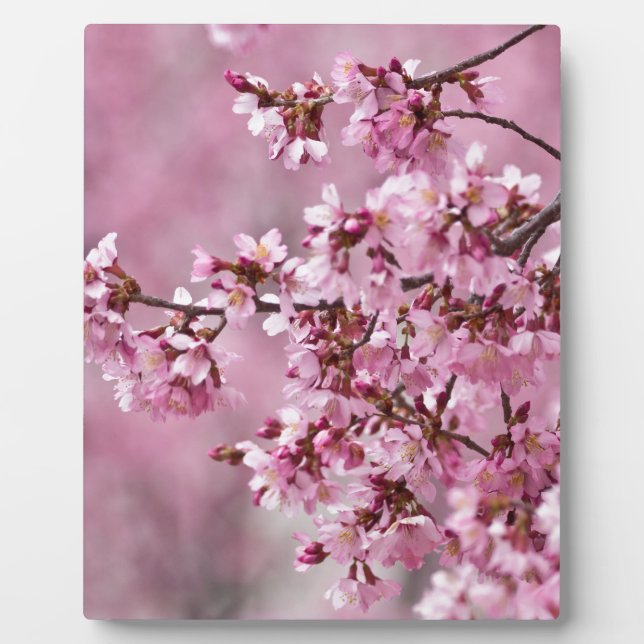 Sakura Cherry Blossoms Pastel Pink Layers Plaque (Front)