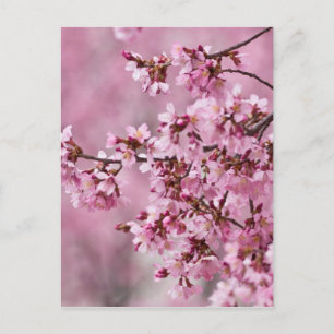 Sakura Cherry Blossoms Pastel Pink Layers Postcard