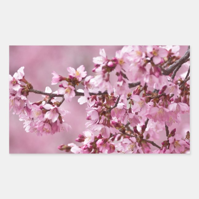 Sakura Cherry Blossoms Pastel Pink Layers Rectangular Sticker (Front)