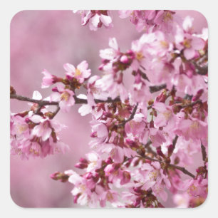 Sakura Cherry Blossoms Pastel Pink Layers Square Sticker