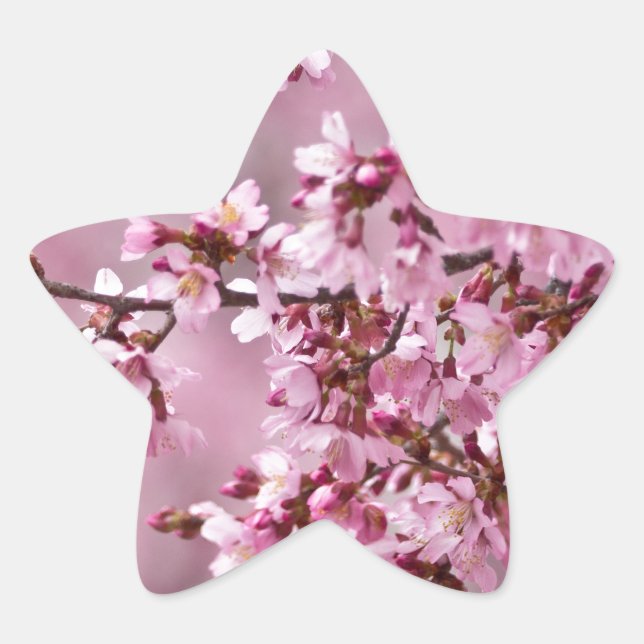 Sakura Cherry Blossoms Pastel Pink Layers Star Sticker (Front)