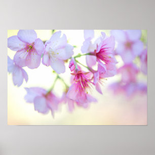 Sakura Cherry Blossoms Pink and White Floral Poster