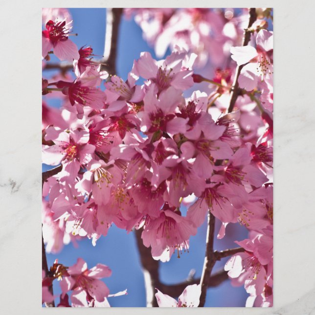 Sakura Cherry Blossoms Red Stars (Front)