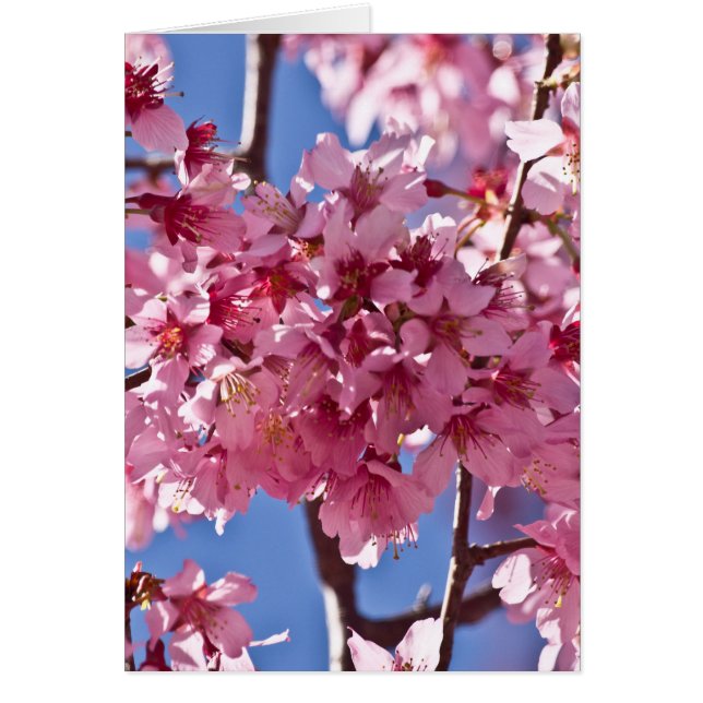 Sakura Cherry Blossoms Red Stars (Front)